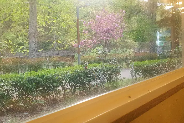 창밖으로 보이는 아름다운 봄 풍경. 벚꽃나무가 분홍빛으로 만개해 있고, 푸른 잔디와 조경수들이 조화롭게 어우러져 있다.
