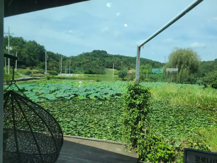 식당에서 보이는 연꽃 연못