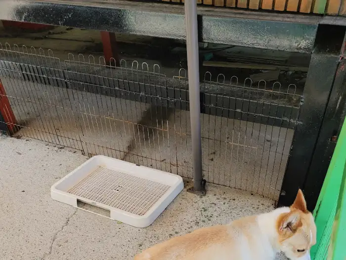 견종 믹스견으로 보이는 강아지 한 마리가 배변 패드 근처에 있습니다.