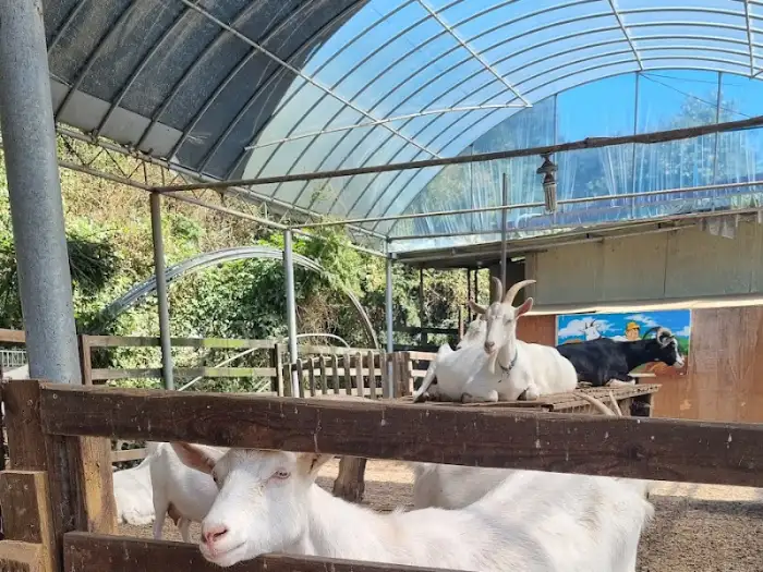 울타리 안에서 쉬고 있는 여러 마리의 산양들