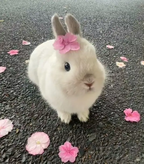 꽃 장식을 한 토끼