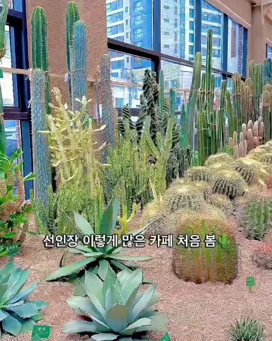 카페 칵터스 내부의 다양한 선인장들