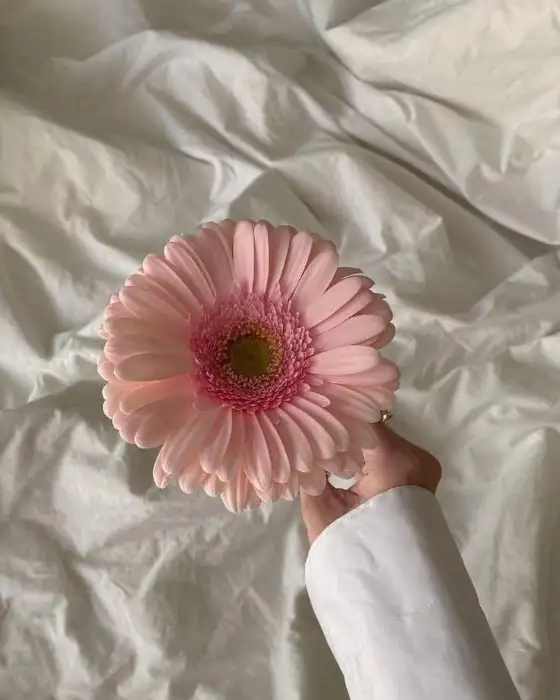 분홍색 거베라 꽃