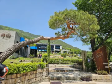 하동 드라이브 필수 코스! 녹차밭 뷰와 함께 즐기는 인생 아이스크림 맛집