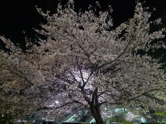 저녁 조명 아래 벚꽃 나무