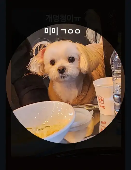 식당 내부에서 찍은 반려견 사진