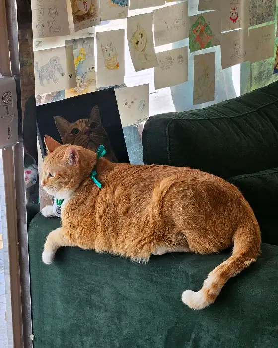 카메라를 응시하는 귀여운 고양이 '반땡이'