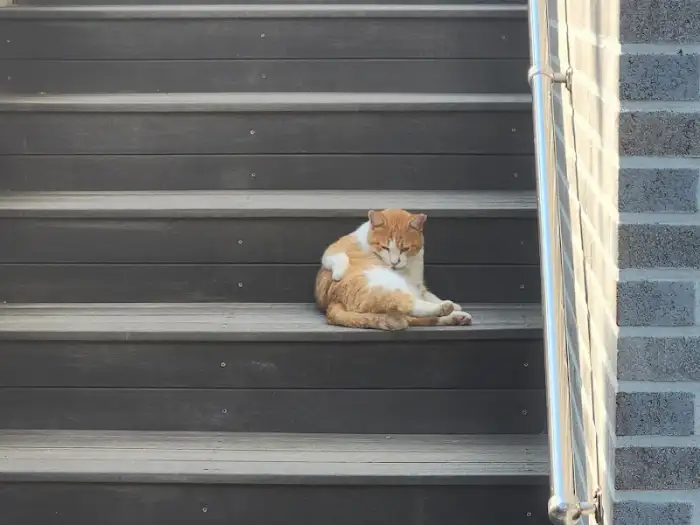 계단에서 쉬고 있는 고양이
