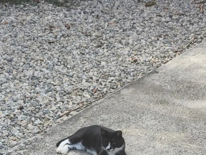 바닥에 누워있는 고양이