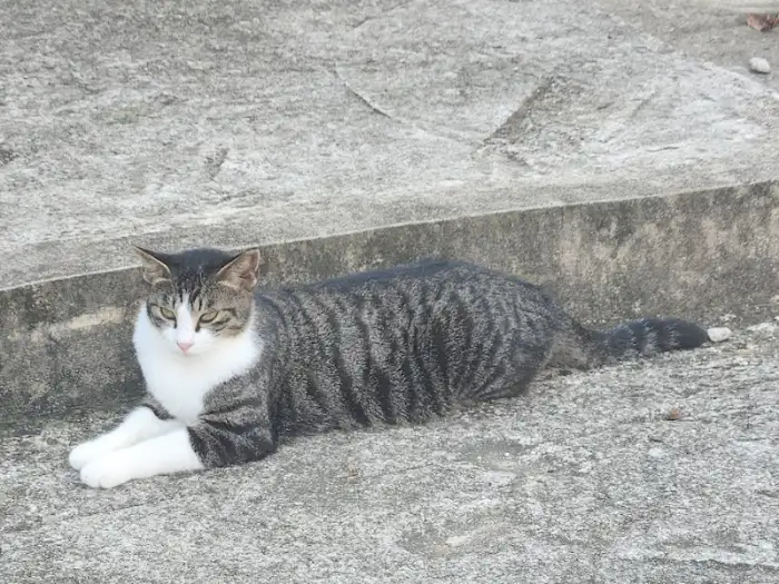 멋진 무늬를 가진 고양이