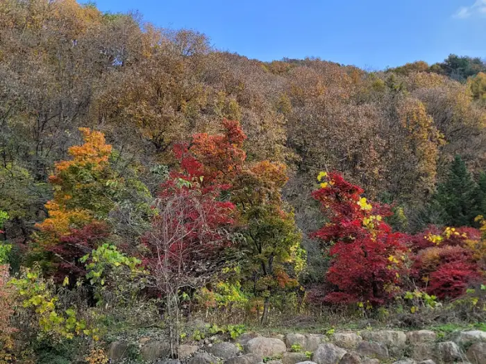 단풍잎