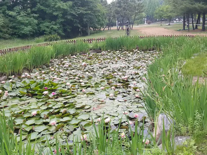 연꽃이 피어있는 연못