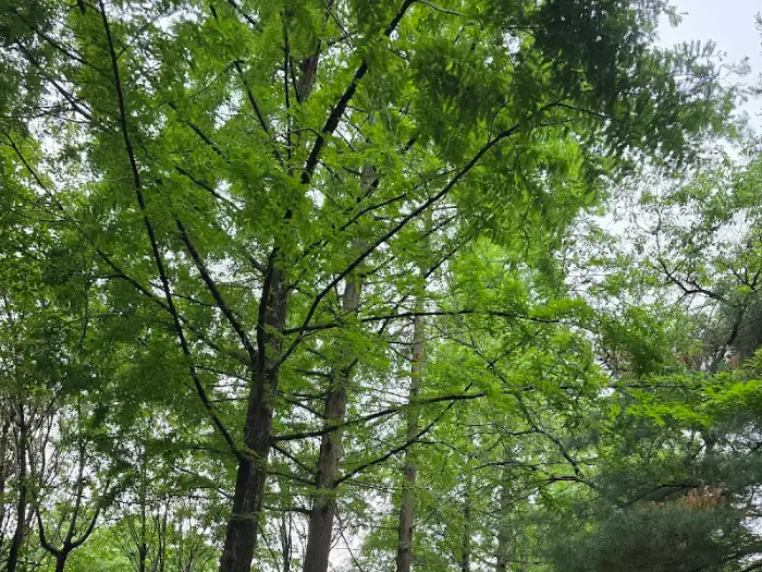 울창한 나무 숲