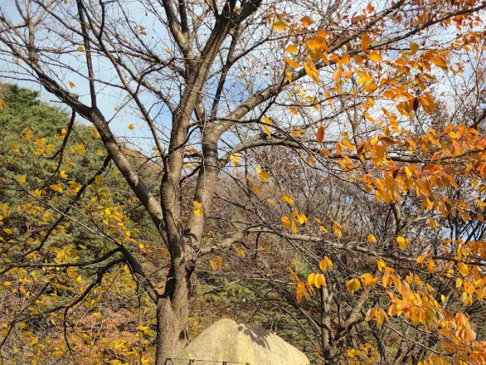 단풍으로 물든 나무와 정원 풍경