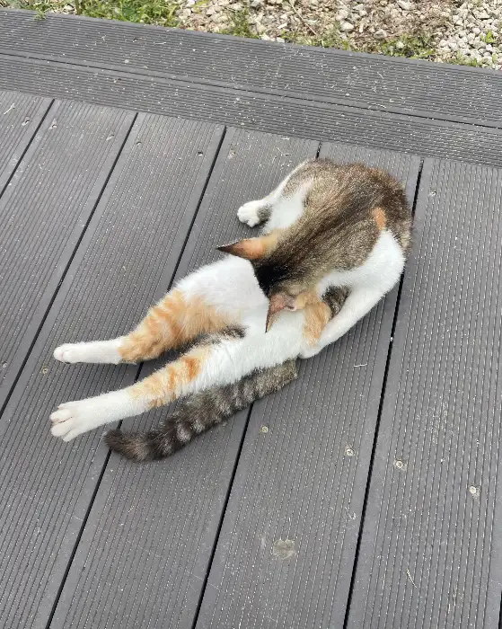 마루에 앉아 쉬고 있는 고양이