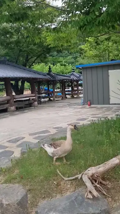 매장 주변에서 풀밭을 거닐고 있는 거위