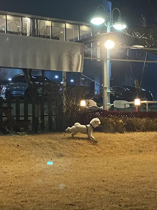 어두운 배경 속 잔디밭 위에서 뛰어놀고 있는 강아지