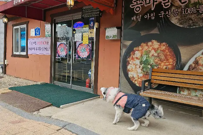 순두부 메뉴와 두부김치, 빈대떡 등 다양한 요리 사진이 담긴 메뉴판