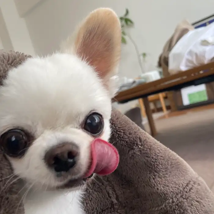 귀여운 강아지