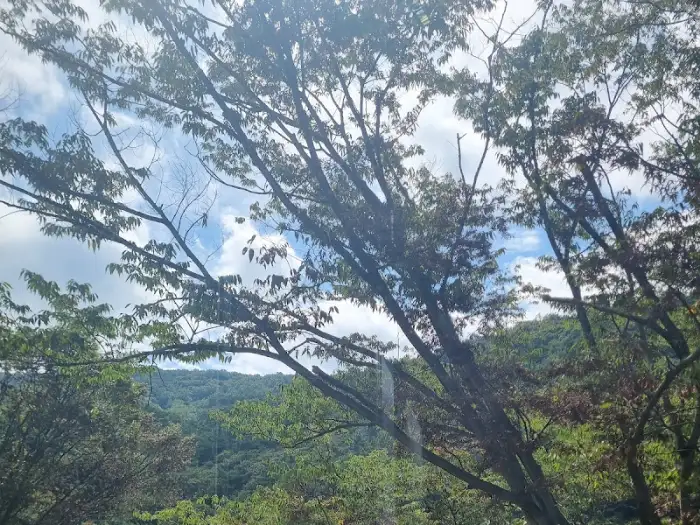창밖으로 보이는 나무와 푸른 하늘