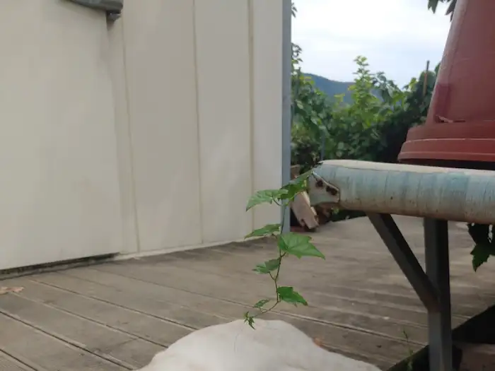 식당 주변의 자연 풍경