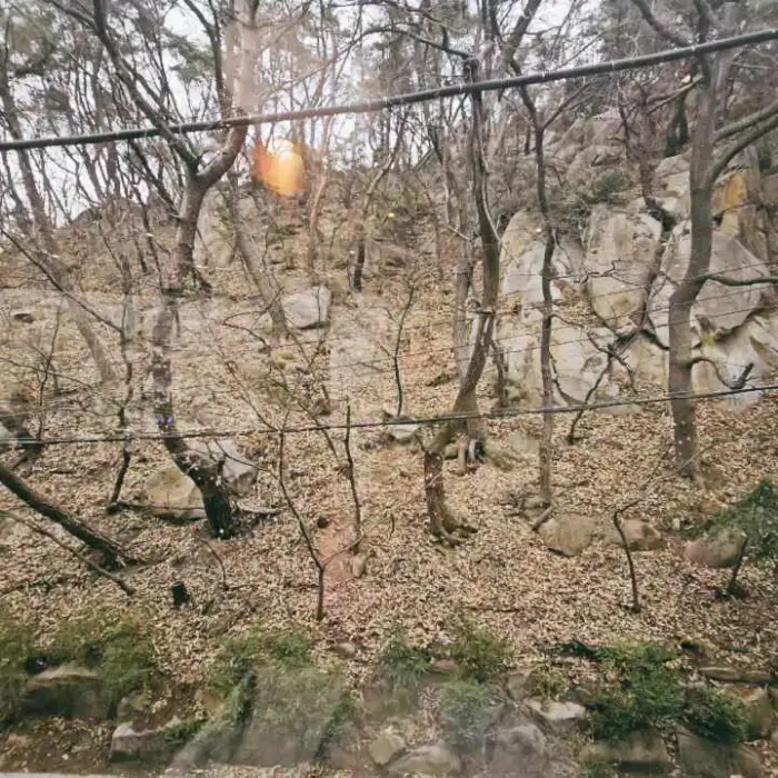 산 속의 앙상한 나뭇가지와 낙엽이 쌓인 풍경