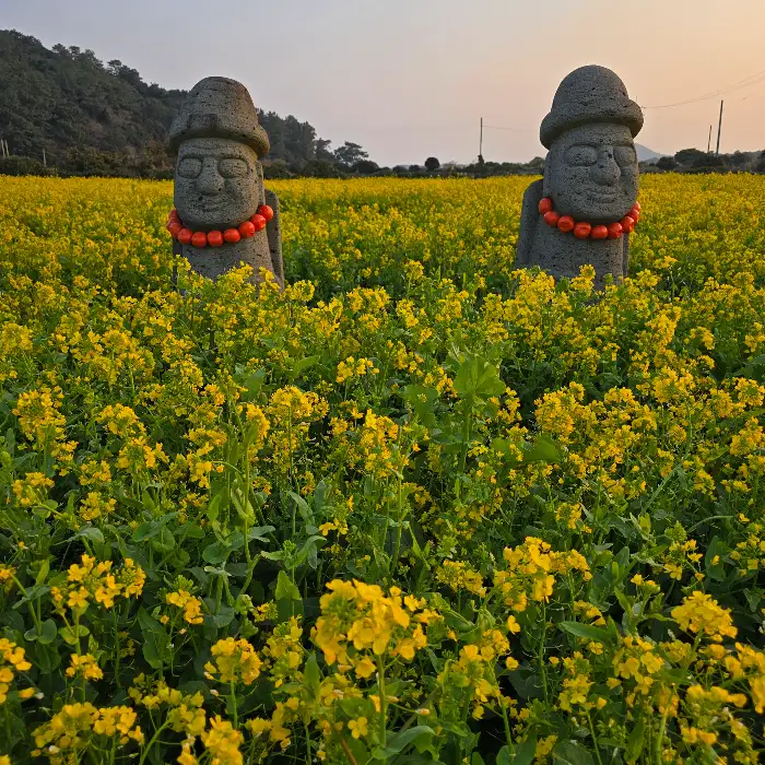 돌하르방과 유채꽃밭