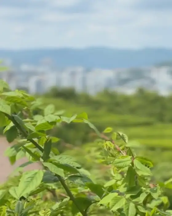 산토리니 카페의 페레로로쉐 케이크