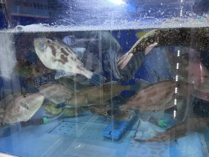 수조 안의 싱싱한 생선들