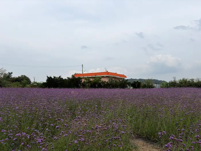 넓게 펼쳐진 보라색 꽃밭과 멀리 보이는 주황색 지붕 건물