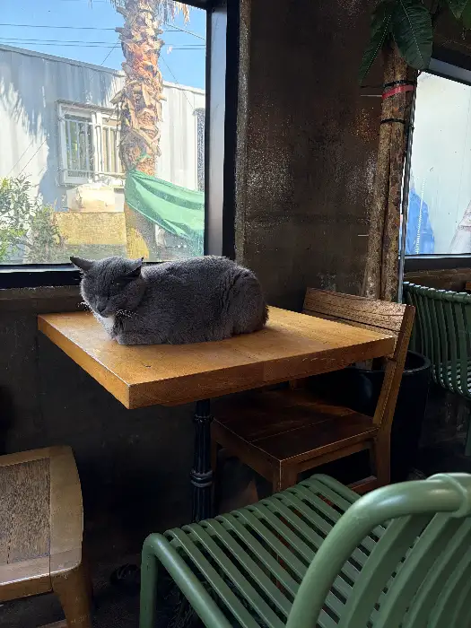 테이블 위에서 낮잠을 자고 있는 회색 고양이