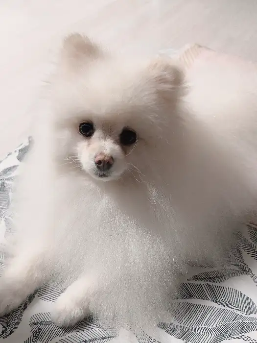 귀엽게 생긴 하얀색 포메라니안 강아지