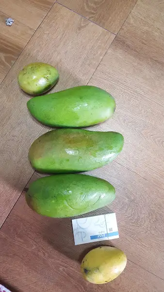 망고