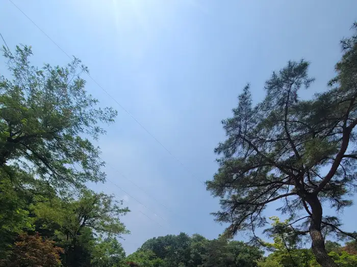 푸른 하늘과 나무의 모습.