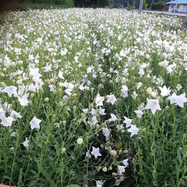하얀 꽃이 만발한 들판