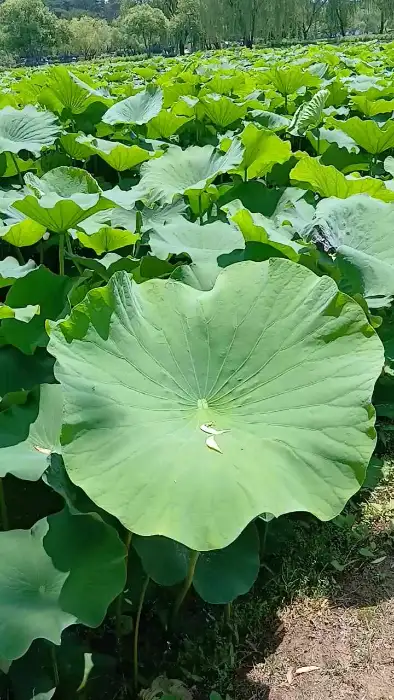 연꽃잎이 가득한 궁남지의 풍경