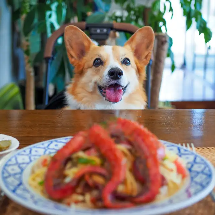 맛있게 보이는 커다란 새우튀김이 올라간 카레
