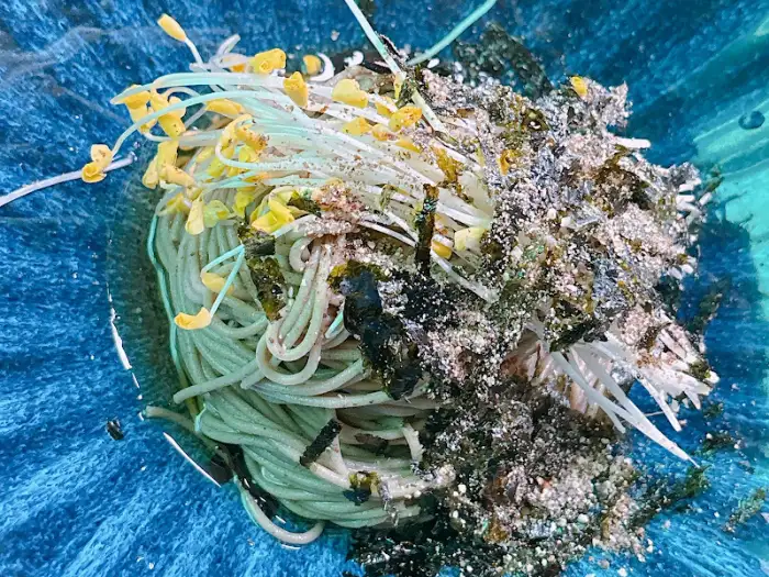 메밀 비빔국수에 메밀싹과 김가루가 풍성하게 올라간 모습