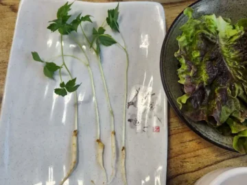 바담추어탕에서 제공되는 신선한 새싹인삼