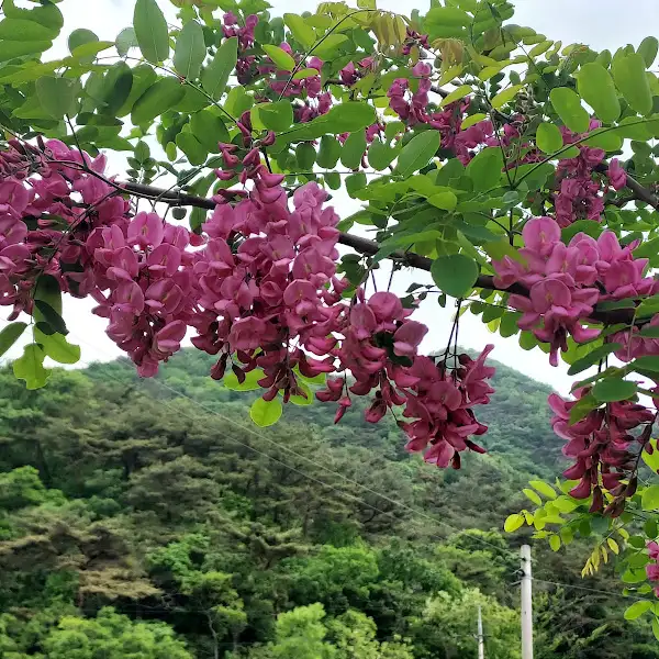 함평의 아름다운 꽃과 나무가 우거진 풍경