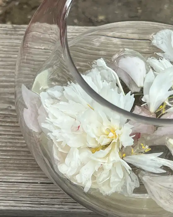 투명한 잔에 담긴 하얀 작약꽃