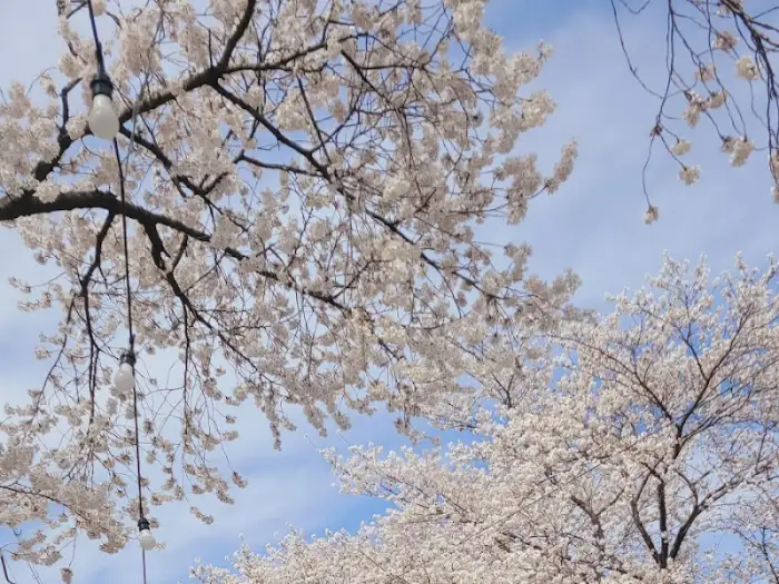 벚꽃 나무와 전등