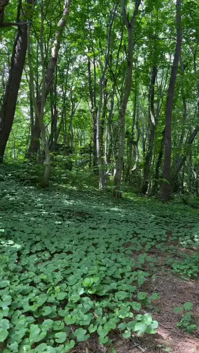 울창한 숲의 모습