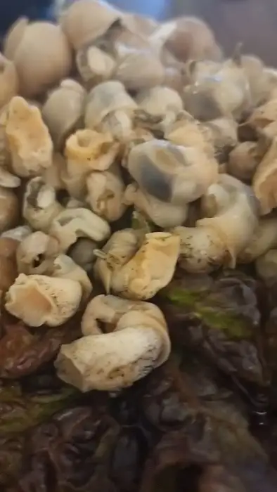 정갈하게 손질된 다양한 조개류