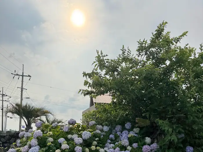 평대앓이 외관, 수국과 푸른 나무가 어우러진 제주 감성 풍경