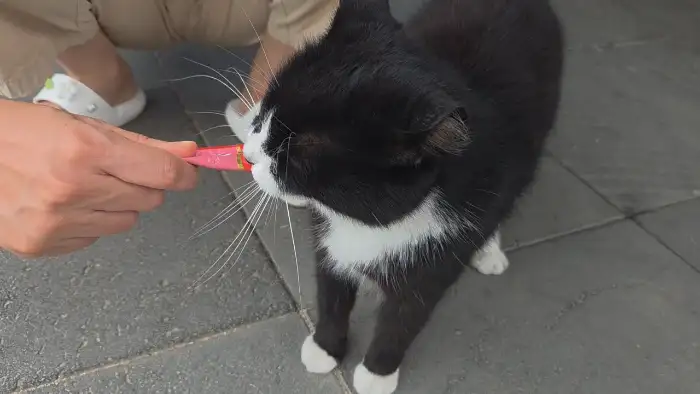 사람에게 간식을 받아먹는 검정 고양이